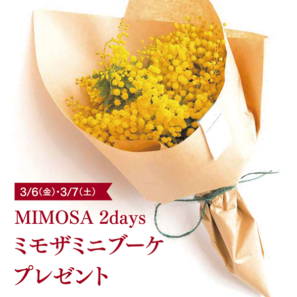 MIMOSA 2days ミモザミニブーケプレゼント