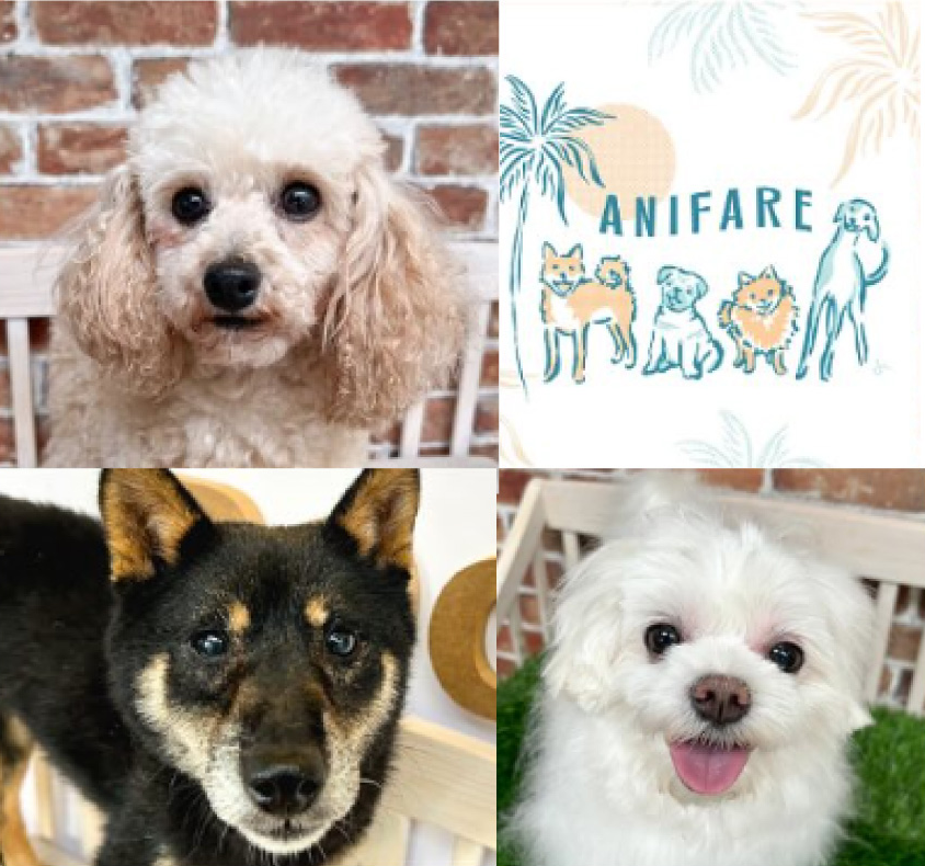 anifare保護犬ふれあい譲渡会